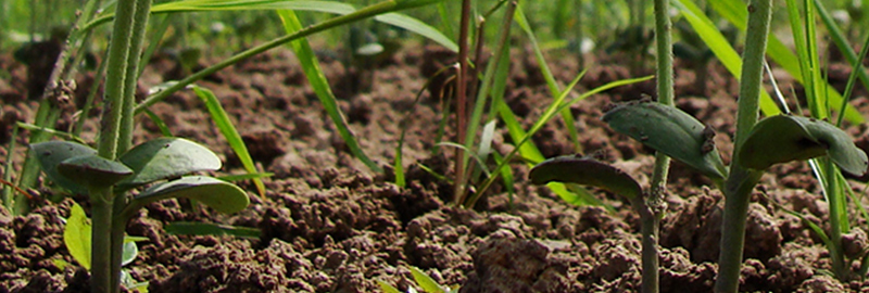 growing plants and grass closeup